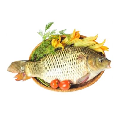 Cá chép sống mới đánh bắt an toàn thơm ngon Size 1,5-2 kg/con