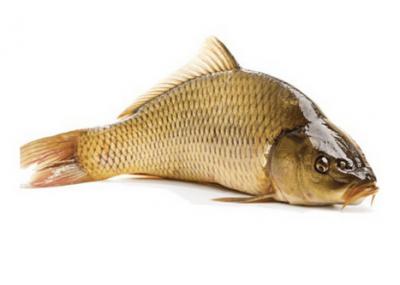 Cá chép sống từ thiên nhiên, sản phẩm loại 1 Size 1,5-2 kg/con