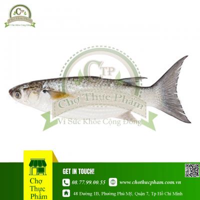 Cá đối Nhật 1 - 3kg ( Thùng 14kg )