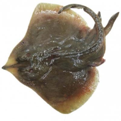 Cá Đuối Tươi