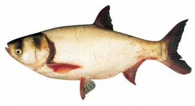 Cá mè thiên nhiên loại 1 còn sống, thịt ngon ngọt Size 1,5-2 kg/con