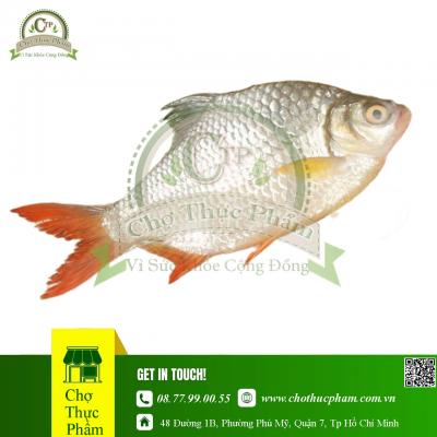 Cá Mè Vinh Đông Lạnh