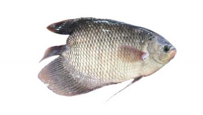 cá tai tượng thịt
