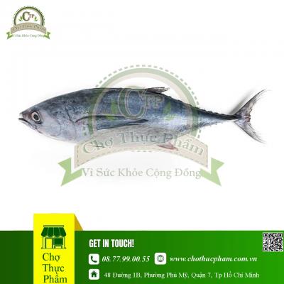 Cá Thu Ngừ HQ 1 - 2kg ( Thùng 20kg )