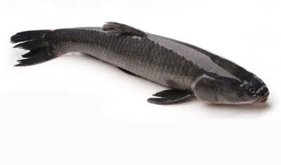 Cá trắm đen sống giá tốt Size: 4-5 kg/con