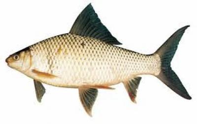 Cá trôi sống tự nhiên, vừa đánh bắt Size 2-2,5 kg/con