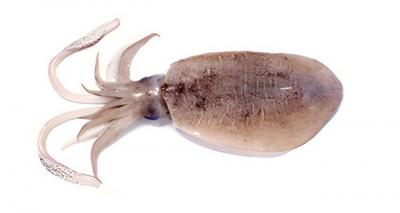 Mực lá câu tươi ngon size 1-1,2 kg/con
