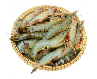Tôm sú sống Size50-60 con/kg