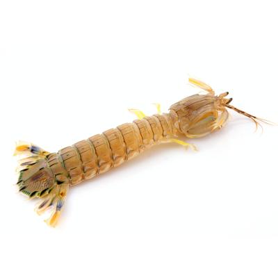 Tôm tít (bề bề) sống, mới đánh bắt 4-5 con/kg