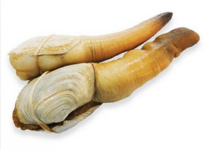 Tu hài sống giá tốt Size 8 -10 con/kg