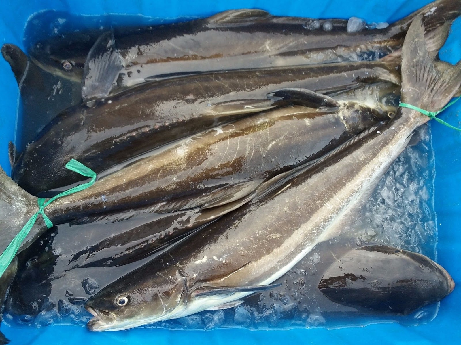 Cá bớp sống 2-3kg/con